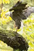 Free photo vertical picture of a flying bald eagle surrounded by greenery under the sunlight