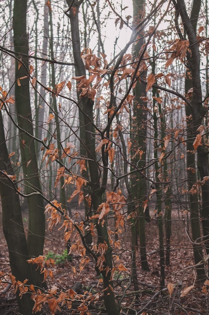 Free Photo vertical picture of a forest covered in dry leaves and trees during the autumn