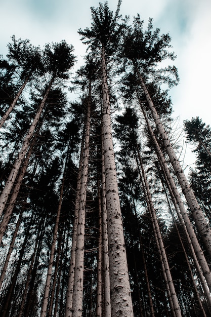 Free photo vertical picture of a forest surrounded by leaves and high tres under a cloudy sky