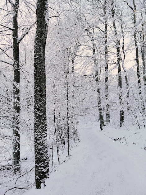 Vertical picture of a forest surrounded by trees covered in the snow under the sunlight in Norway