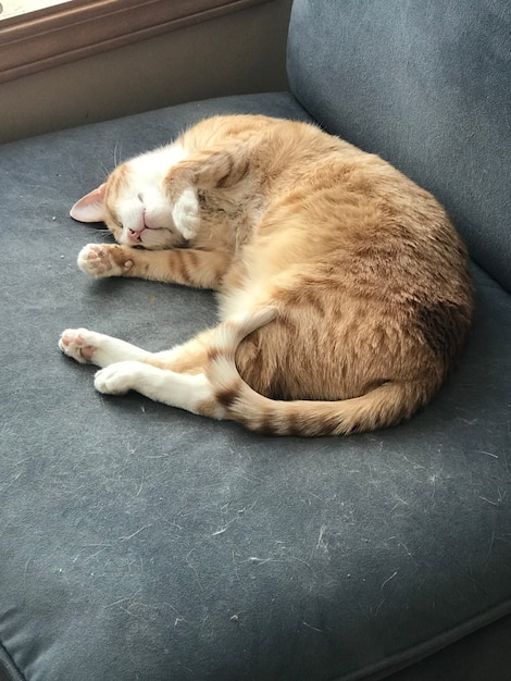 Free Photo vertical picture of a ginger cat sleeping on a grey couch under the lights