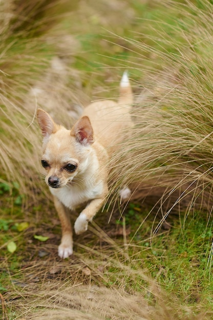 Free photo vertical picture of a little chihuahua running in the field