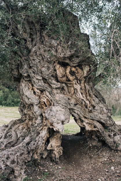 Free Photo vertical picture of old tree bark in a field surrounded by greenery