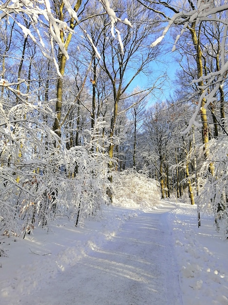 Vertical picture of a pathway in a forest surrounded by trees covered in the snow in Norway