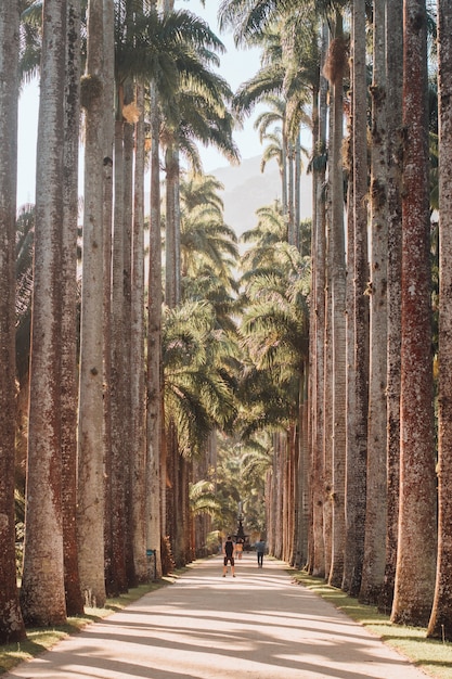 Vertical picture of a pathway surrounded by palm trees under the sunlight in Rio de Janeiro