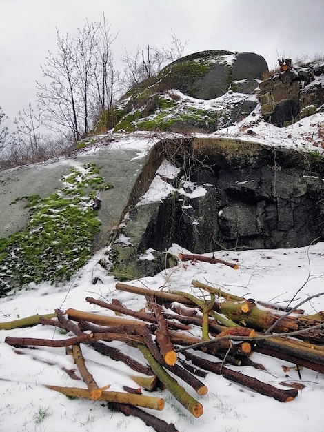 Vertical picture of tree branches and rocks covered in mosses and snow in Larvik in Norway