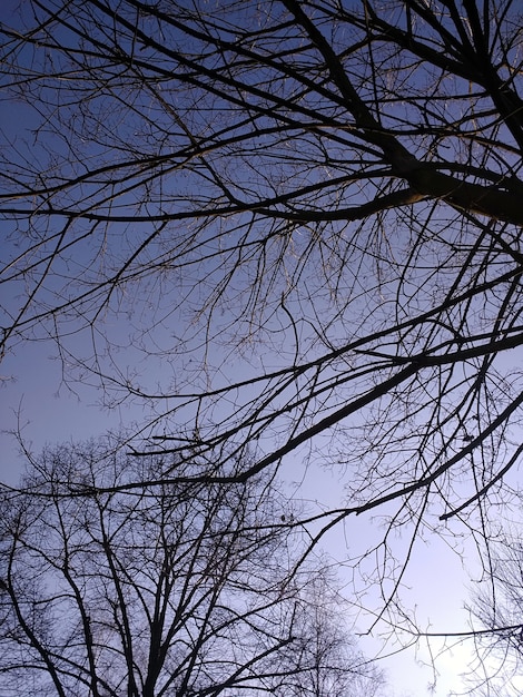 Free photo vertical picture of tree branches under the sunlight and a blue sky