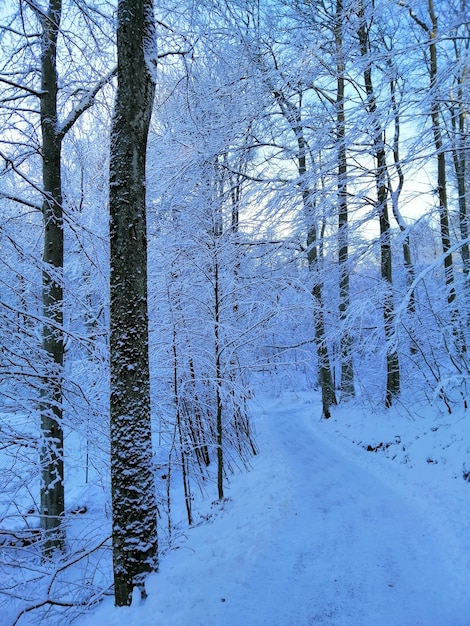 Vertical picture of trees in a forest covered in the snow in Larvik in Norway