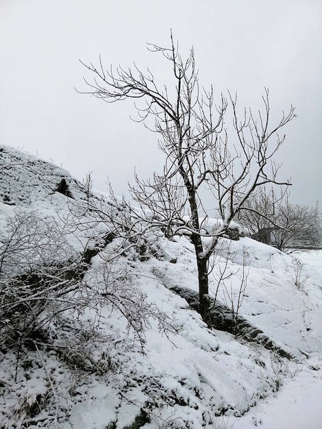 Vertical picture of trees in a forest covered in the snow in Larvik in Norway