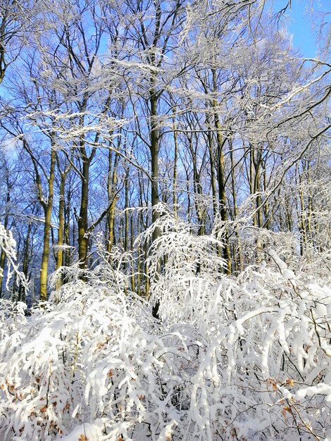 Vertical picture of trees in a forest covered in the snow under the sunlight in Larvik in Norway