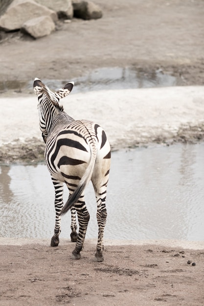 Vertical picture of a zebra near a lake under the sunlight with a blurry background