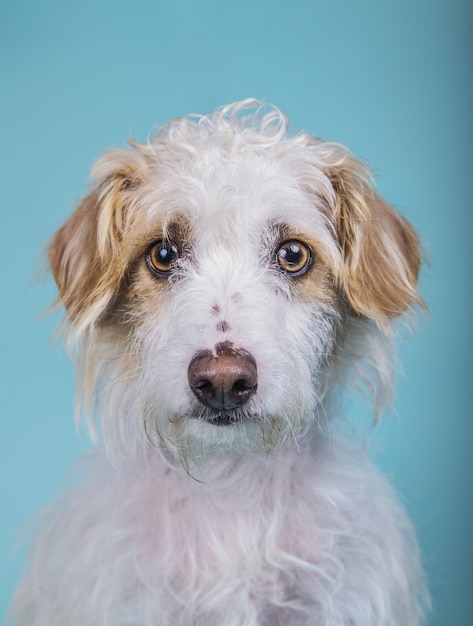 Vertical portrait of an adorable mixed breed dog on a blue wall