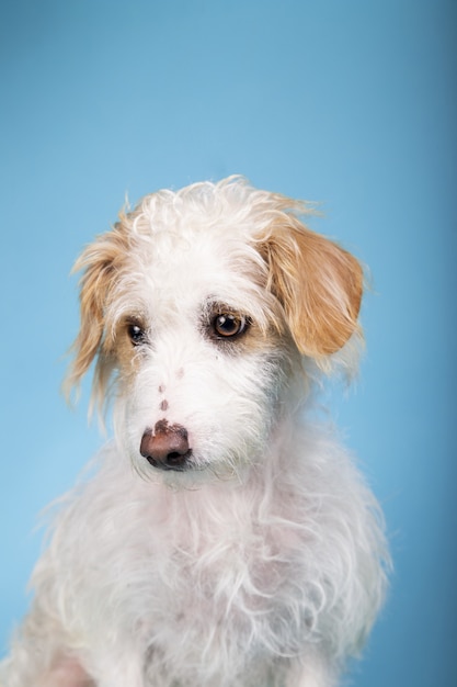 Vertical portrait of an adorable mixed breed dog on a blue