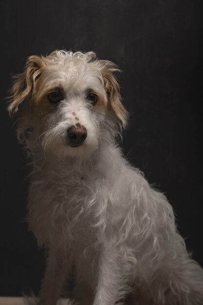 Vertical portrait of a beautiful mixed breed dog sitting on dark room