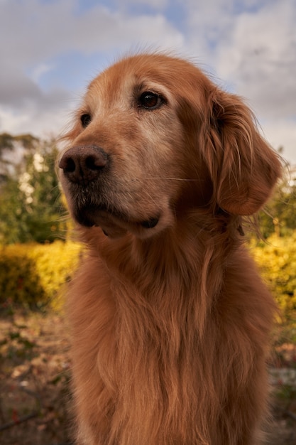 Free photo vertical portrait of a golden retriever looking away with a cloudy sky