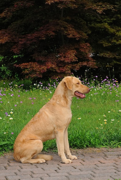 Free photo vertical portrait of a large-sized chesapeake bay retriever dog sitting on a garden walkway