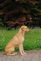 Free photo vertical portrait of a large-sized chesapeake bay retriever dog sitting on a garden walkway