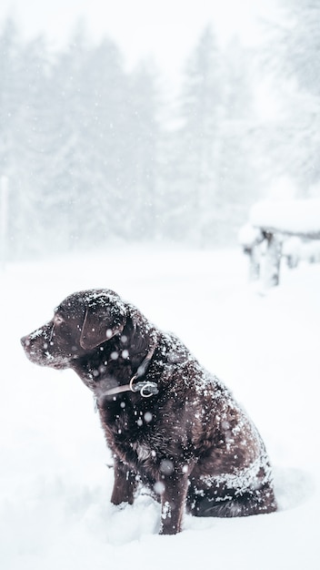 Free Photo vertical selective closeup shot of a brown labrador retriever dog in the snow