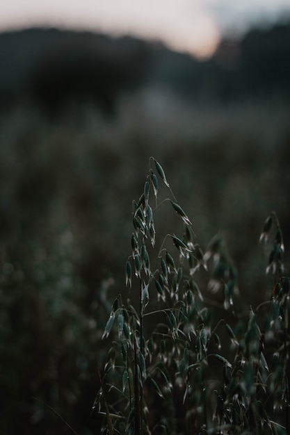 Vertical selective closeup shot of green grain plants in a field