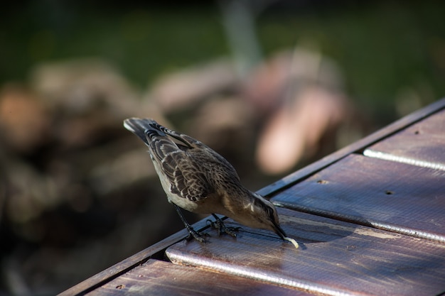 Vertical selective focus of a Chilean mockingbird during the daytime with a blurry background