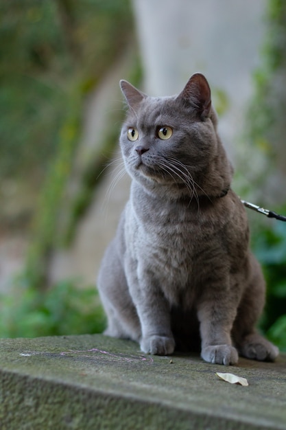 Free photo vertical selective focus closeup of a british short-haired grey cat