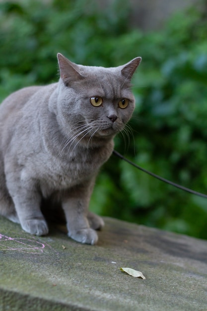 Vertical selective focus closeup of a British Short-haired grey cat