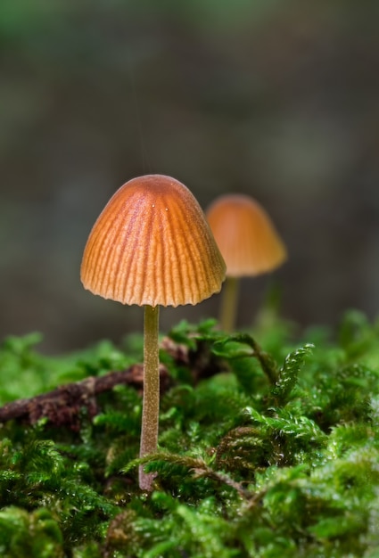 Vertical selective focus closeup of the mushrooms in their natural environment