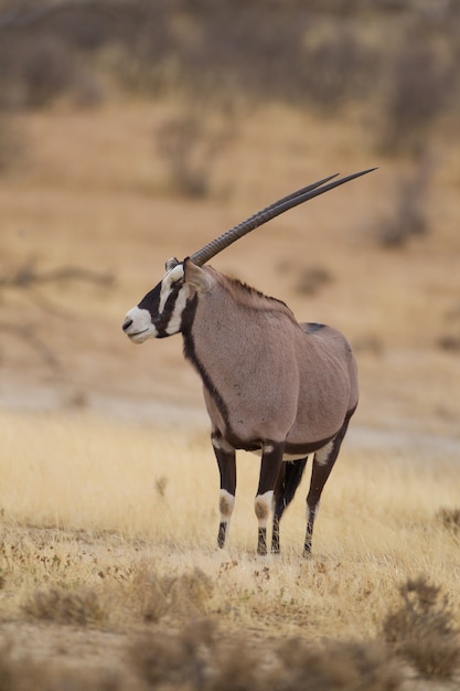 Vertical selective focus of a gemsbok captured in the desert