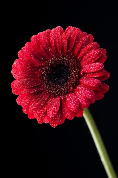 Free Photo vertical selective focus  of a red gerbera with dewy petals