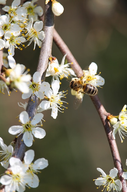 Vertical selective focus shot of a bee on cherry blossoms