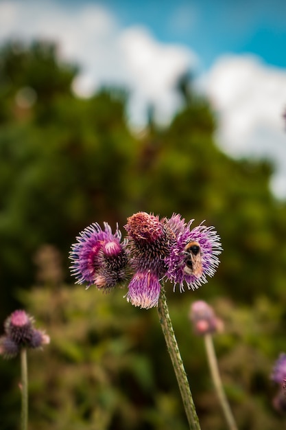 Free Photo vertical selective focus shot of burdock plant