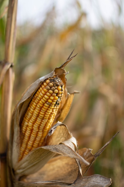 Free photo vertical selective focus shot of a corn with a blurry of a cornfield