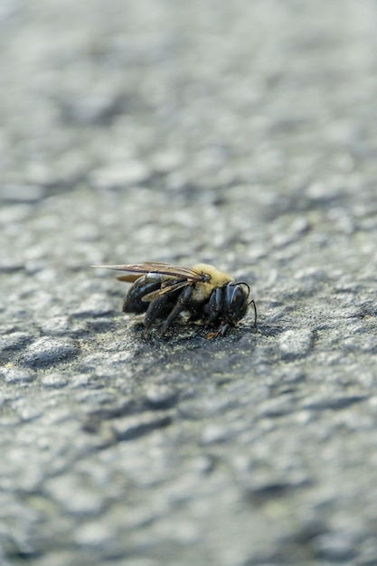 Free Photo vertical selective focus shot of a dead bee on the stone ground