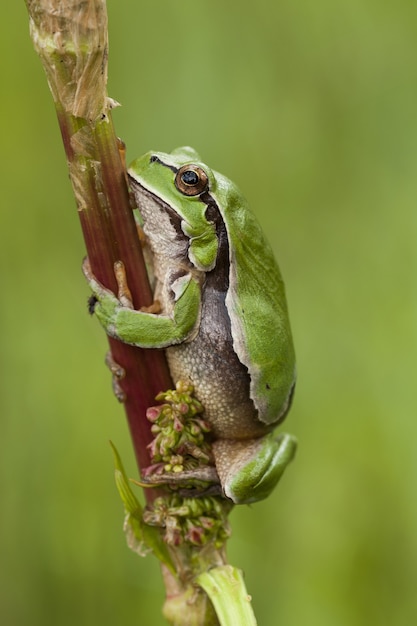 Free photo vertical selective focus shot of a european tree frog sitting on a branch with a green background