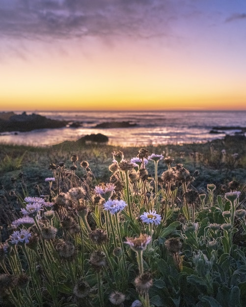 Free photo vertical selective focus shot of field flowers during sunset