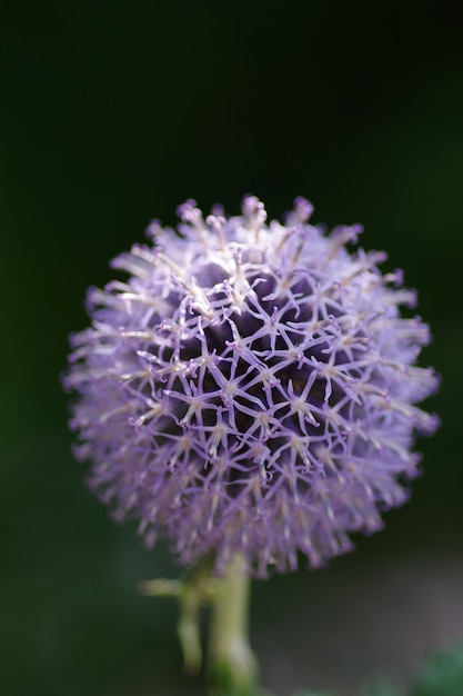 Vertical selective focus shot of a globe thistle flower