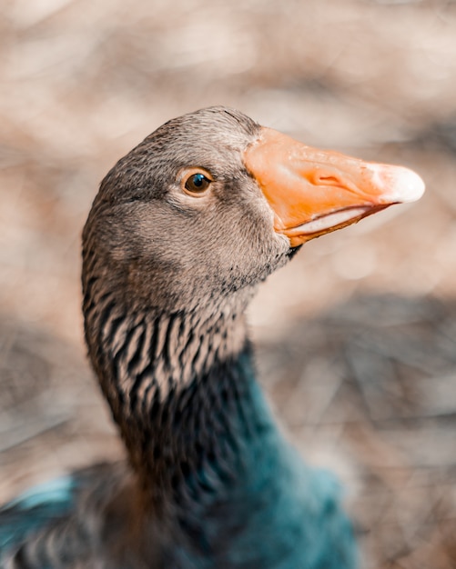 Free photo vertical selective focus shot of grey goose with an orange beak and eyelids