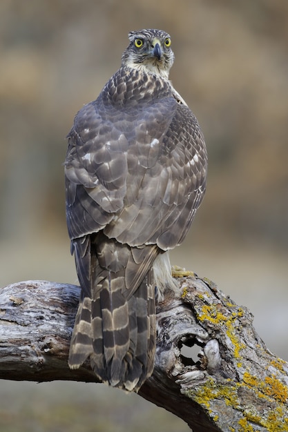 Vertical selective focus shot of a magnificent falcon sitting on a thick branch of a tree