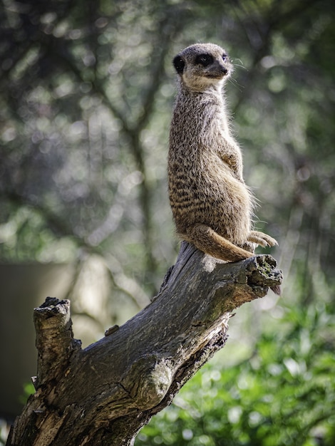 Free Photo vertical selective focus shot of a meerkat on a trunk in branitz park in germany