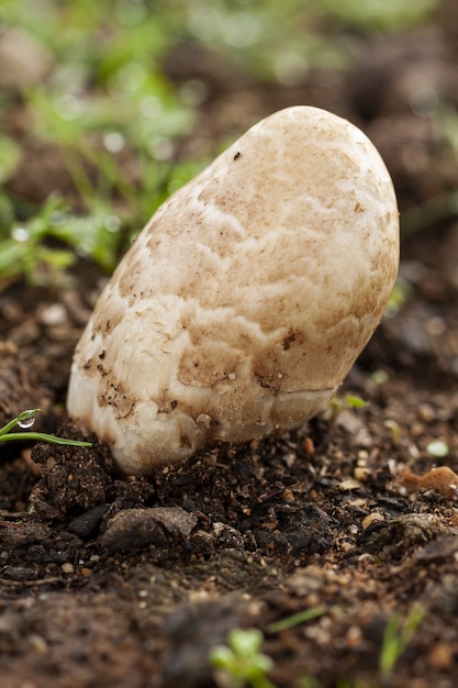 Vertical selective focus shot of a mushroom on the muddy ground