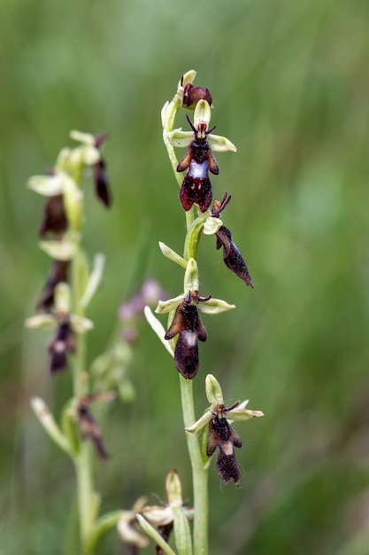 Free photo vertical selective focus shot of the ophrys insectifera flowering plant