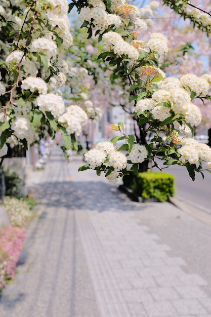 Free photo vertical selective focus shot of white blossom branch