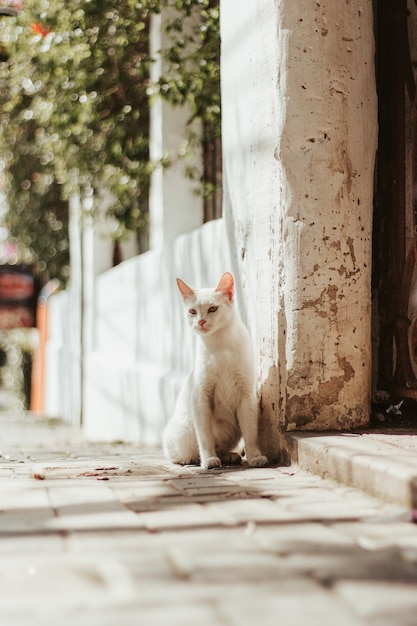 Free photo vertical selective focus shot of a white cat sitting at outdoors