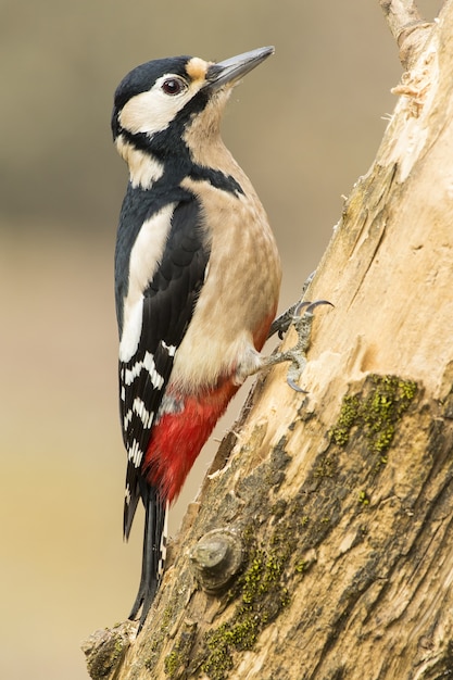 Free photo vertical selective focus shot of a woodpecker on the trunk of a tree