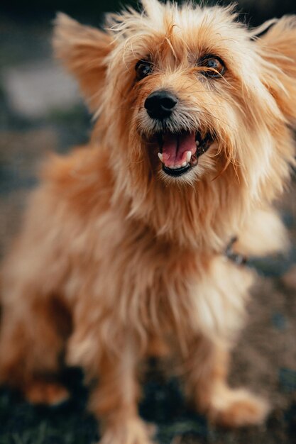 Vertical selective focus shot of a Yorkshire terrier