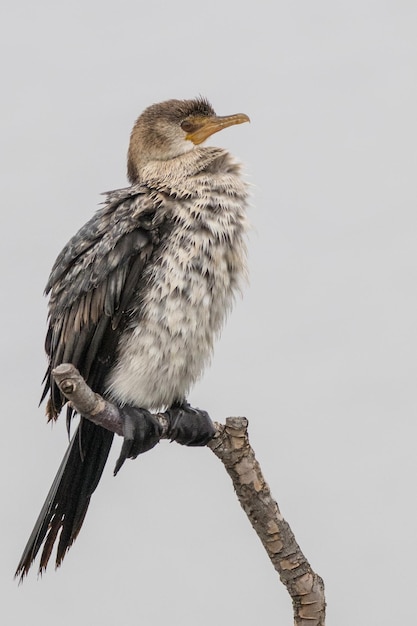 Free photo vertical selective focus of a songbird trill perched on a tree branch on a blurred background