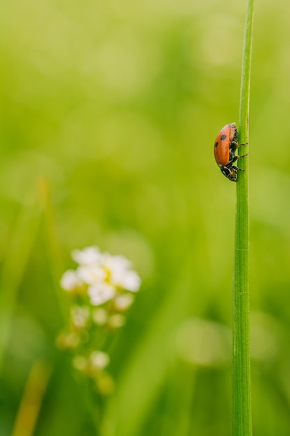 Free Photo vertical selective focus view of a ladybird beetle on a plant in a field captured on a sunny day