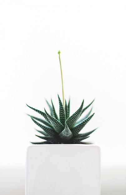 Vertical selective isolated shot of a green cactus plant in a white pot