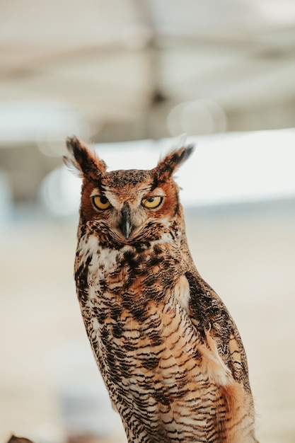 Free photo vertical shallow focus shot of a longeared owl wildlife