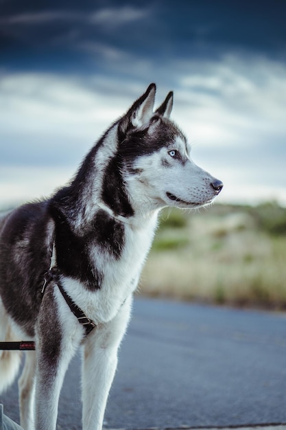 Free photo vertical shallow focus side view of a siberian husky dog